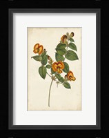 Vibrant Curtis Botanicals II Framed Print