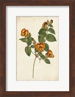 Vibrant Curtis Botanicals II Fine Art Print