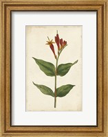 Vibrant Curtis Botanicals III Fine Art Print