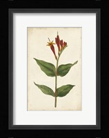 Vibrant Curtis Botanicals III Framed Print