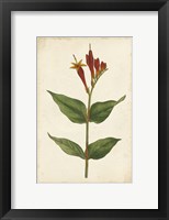 Vibrant Curtis Botanicals III Framed Print