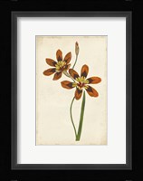 Vibrant Curtis Botanicals IV Framed Print