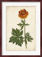 Vibrant Curtis Botanicals V Fine Art Print