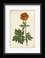 Vibrant Curtis Botanicals V Framed Print