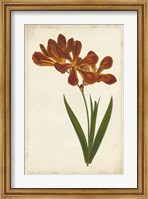 Vibrant Curtis Botanicals VI Fine Art Print