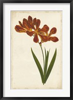 Vibrant Curtis Botanicals VI Fine Art Print