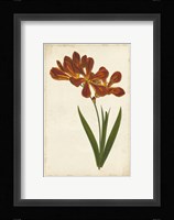 Vibrant Curtis Botanicals VI Framed Print