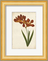 Vibrant Curtis Botanicals VI Fine Art Print