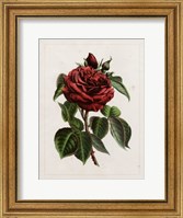 Van Houtteano Rose I Fine Art Print
