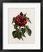 Van Houtteano Rose I Fine Art Print