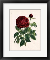 Van Houtteano Rose II Fine Art Print