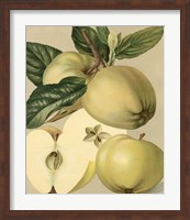 Apple Harvest II Giclee