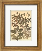 Oak Tree Fine Art Print