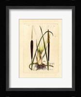 Antique Cattail I Fine Art Print
