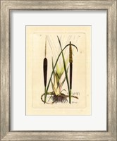 Antique Cattail I Fine Art Print