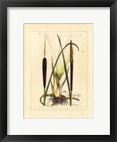 Antique Cattail I Fine Art Print