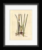 Antique Cattail II Fine Art Print