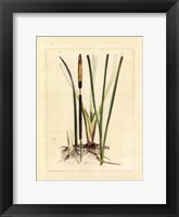 Antique Cattail II Fine Art Print