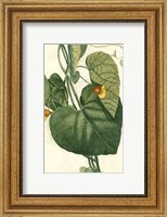 Botanical by Buchoz I (D) Fine Art Print