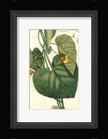 Botanical by Buchoz I (D) Fine Art Print