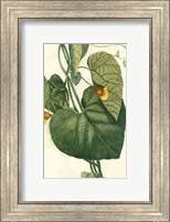 Botanical by Buchoz I (D) Fine Art Print