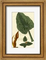 Botanical by Buchoz II (D) Fine Art Print