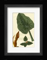 Botanical by Buchoz II (D) Fine Art Print