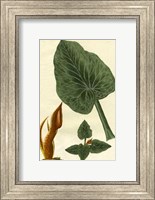 Botanical by Buchoz II (D) Fine Art Print