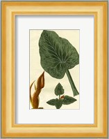 Botanical by Buchoz II (D) Fine Art Print