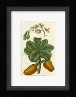 Botanical by Buchoz III (D) Fine Art Print