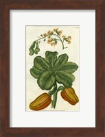 Botanical by Buchoz III (D) Fine Art Print