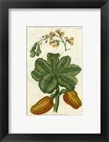 Botanical by Buchoz III (D) Fine Art Print