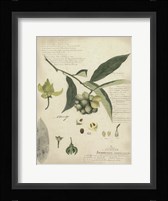 Botanical II Giclee