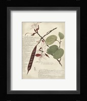 Botanical III Giclee