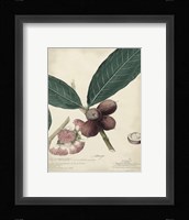 Botanical IV Giclee