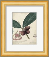 Botanical IV Giclee