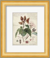 Botanical V Giclee