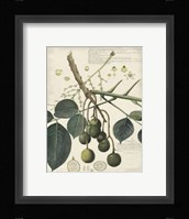 Botanical VI Giclee