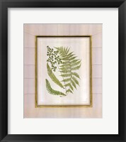 Fern with Crackle Mat (H) II Fine Art Print