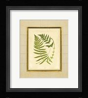 Fern with Crackle Mat (H) III Fine Art Print