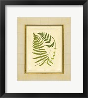 Fern with Crackle Mat (H) III Fine Art Print