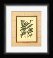 Fern with Crackle Mat (H) IV Fine Art Print