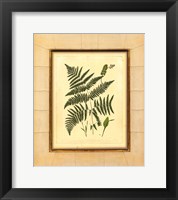Fern with Crackle Mat (H) IV Fine Art Print