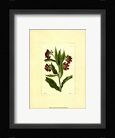 Red Curtis Botanical I Fine Art Print