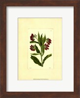 Red Curtis Botanical I Fine Art Print