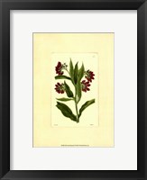 Red Curtis Botanical I Framed Print