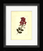 Red Curtis Botanical II Fine Art Print
