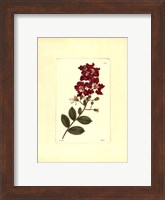 Red Curtis Botanical II Fine Art Print