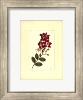Red Curtis Botanical II Fine Art Print