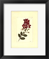 Red Curtis Botanical II Framed Print